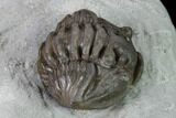 Huge, Wide Enrolled Flexicalymene Trilobite - Ohio #135532-2